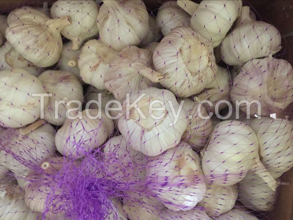 New Crop 4.5cm Normal White Fresh Garlic In 10 kg Box Packing