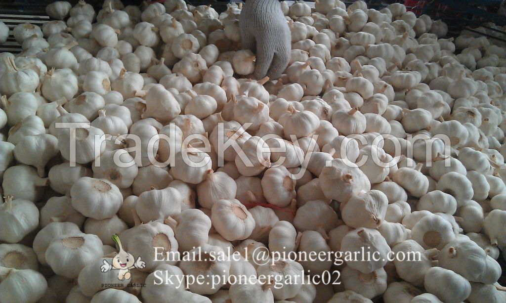 Chinese Fresh Jinxiang Pure White Snow White Garlic Packed In 5kg/10kg Box/ Mesh Bag