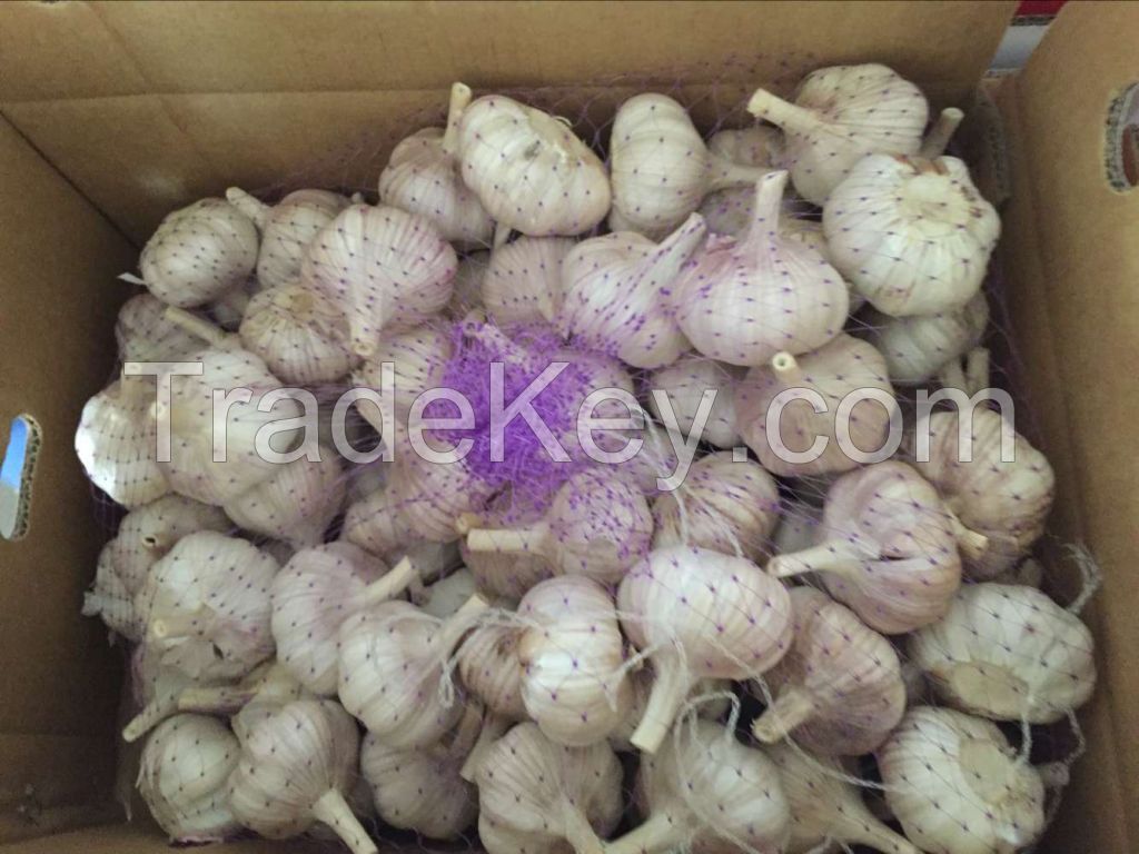 New Crop 4.5cm Normal White Fresh Garlic In 10 kg Box Packing