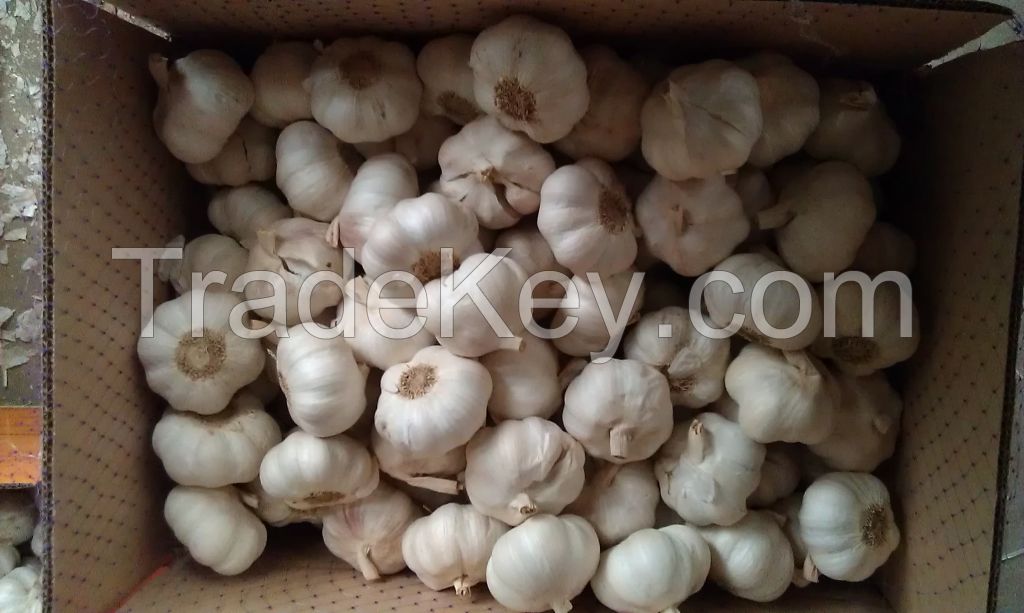 2017 New Crop 5cm Normal White Fresh Garlic 10kg Mesh Bag Packing