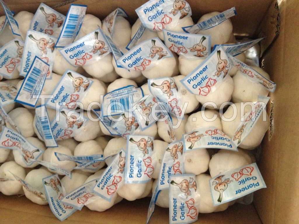 Jinxiang Shandong Fresh Normal White Red Garlic 4.5cm-6.0cm Loose Packing in Mesh Bag