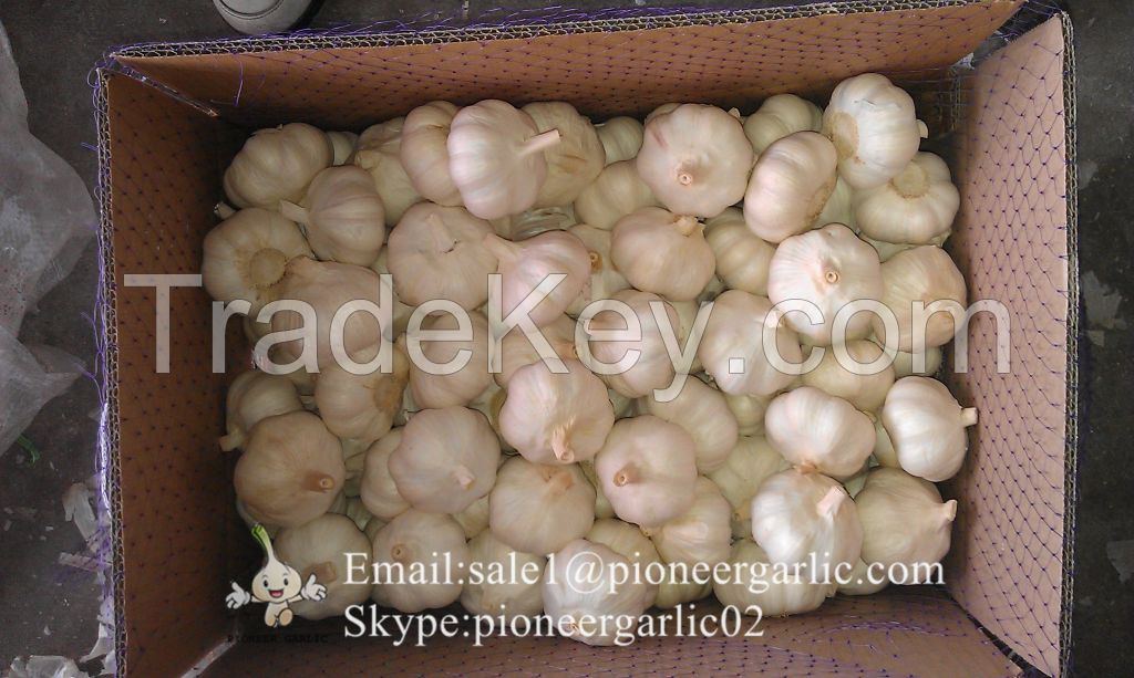 New Crop Chinese 5.5cm Pure White Fresh Garlic Small Packing In Mesh Bag