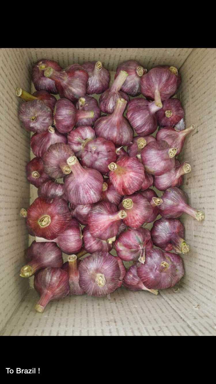 New Crop 4.5cm Normal White Fresh Garlic In 10 kg Box Packing