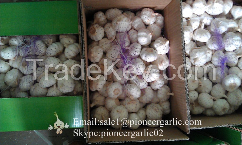 Jinxiang Shandong Fresh Normal White Garlic Loose Packing in Carton Box(4.5, 5.0, 5.5, 6.0cm)