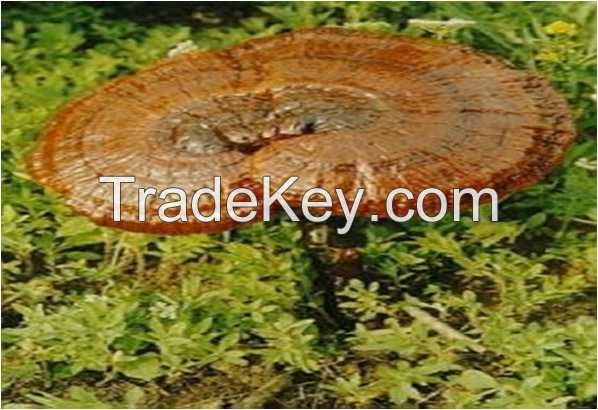 Hot Sale Natural Reishi Mushroom Extract