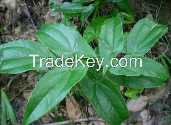 China hot sale plant herb epimedium extract