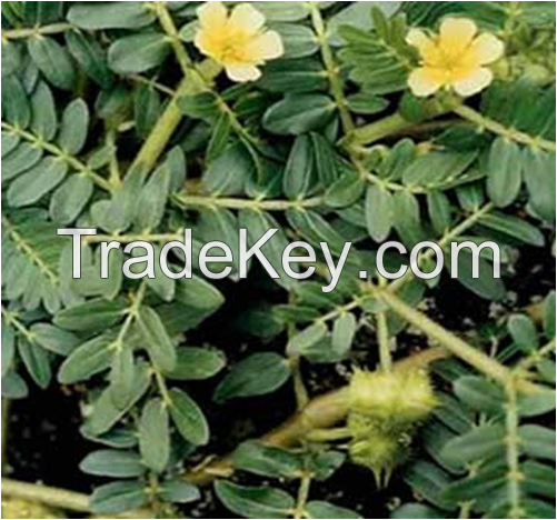 natural tribulus terrestris extract with cheap price