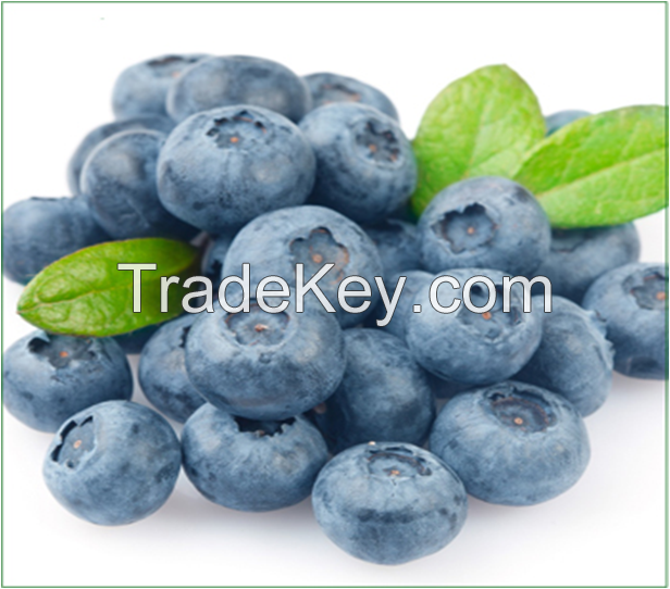 Highly Recommended Top Quality Bilberry Extract