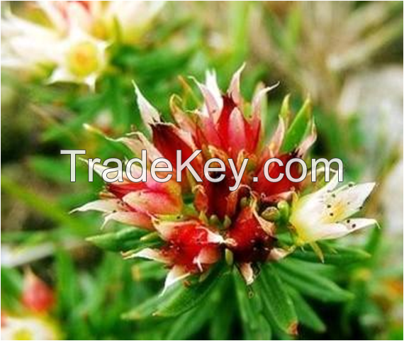 Manufacturer supply Top Quality Rhodiola Rosea Extract