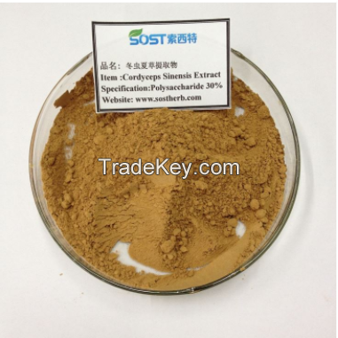 Cordyceps extract