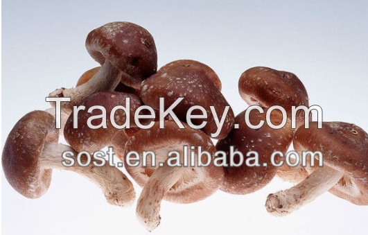 Shiitake Mushroom extract