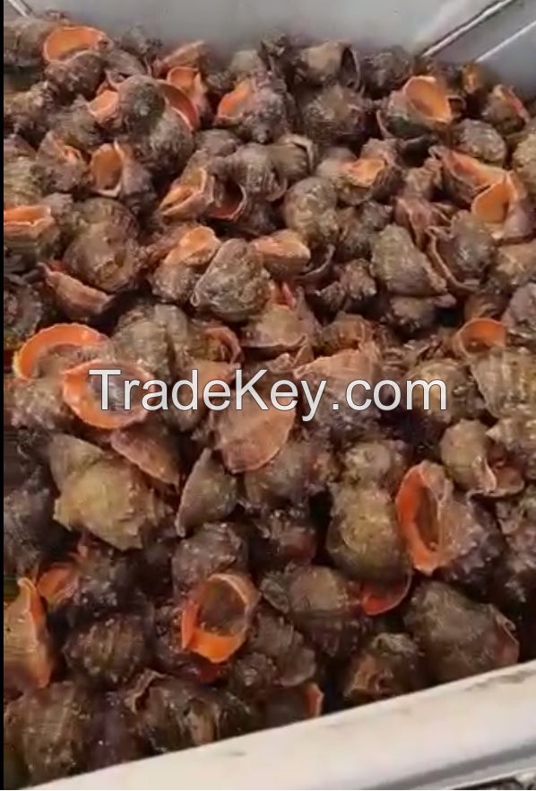 Snail Meat (Rapana)