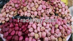 Kola Nut