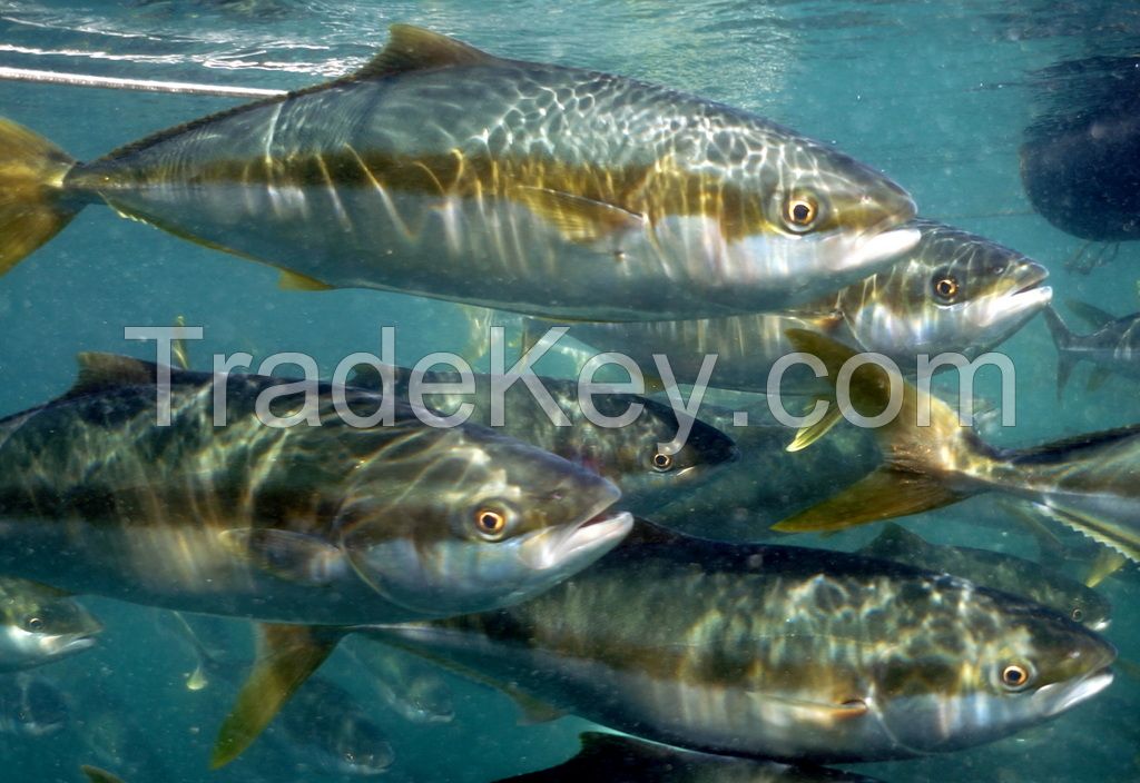Frozen Australian yellow tail kingfish whole