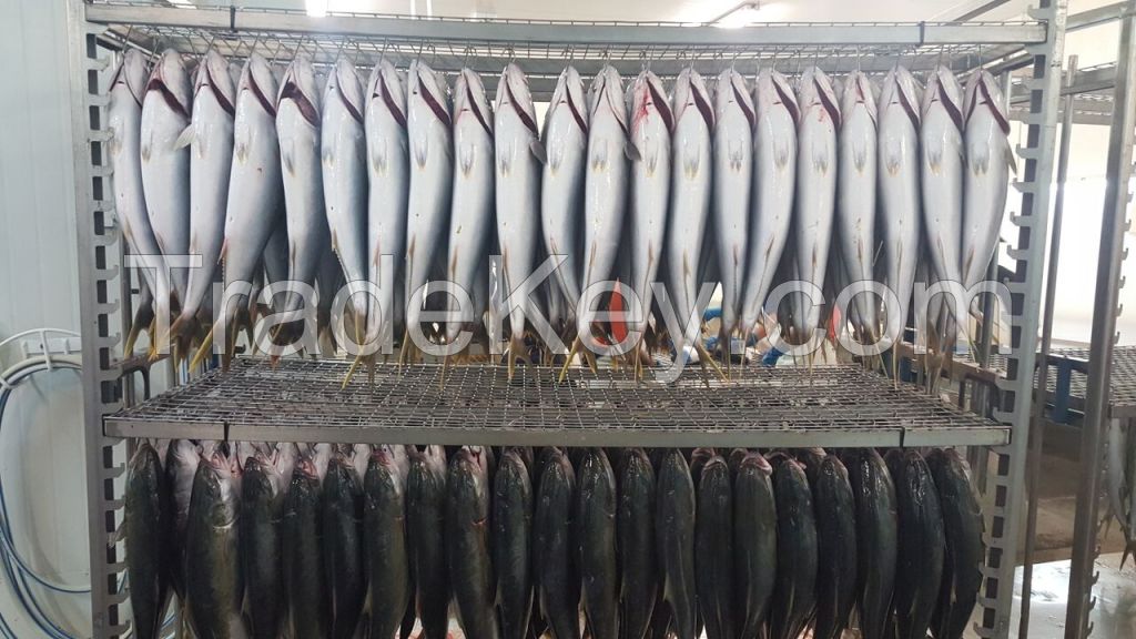 Frozen Australian yellow tail kingfish whole
