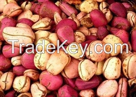 kola nut