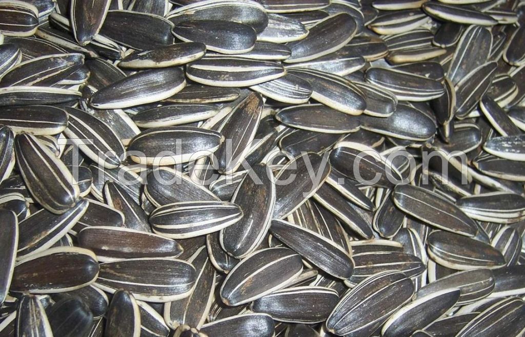 Raw Sunflower Seeds from Inner Mongolia