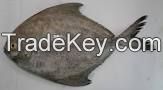 FROZEN SILVER/BLACK POMFRET