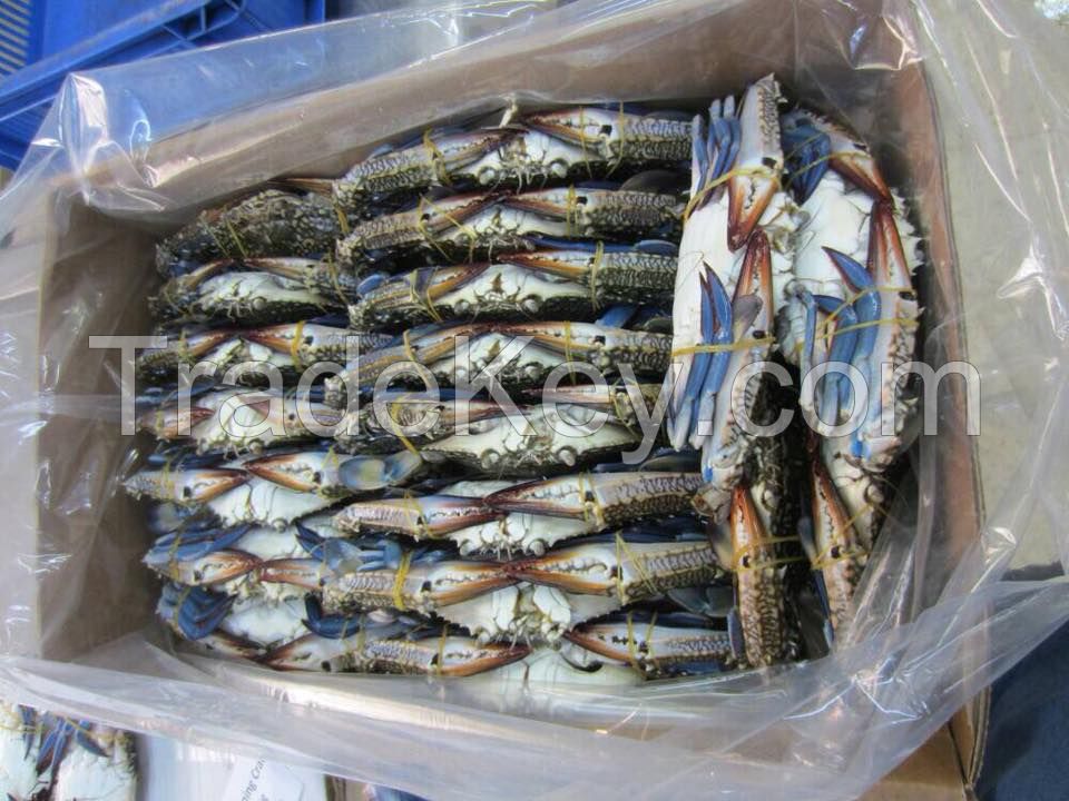 FROZEN BLUE SWIMMING CRAB