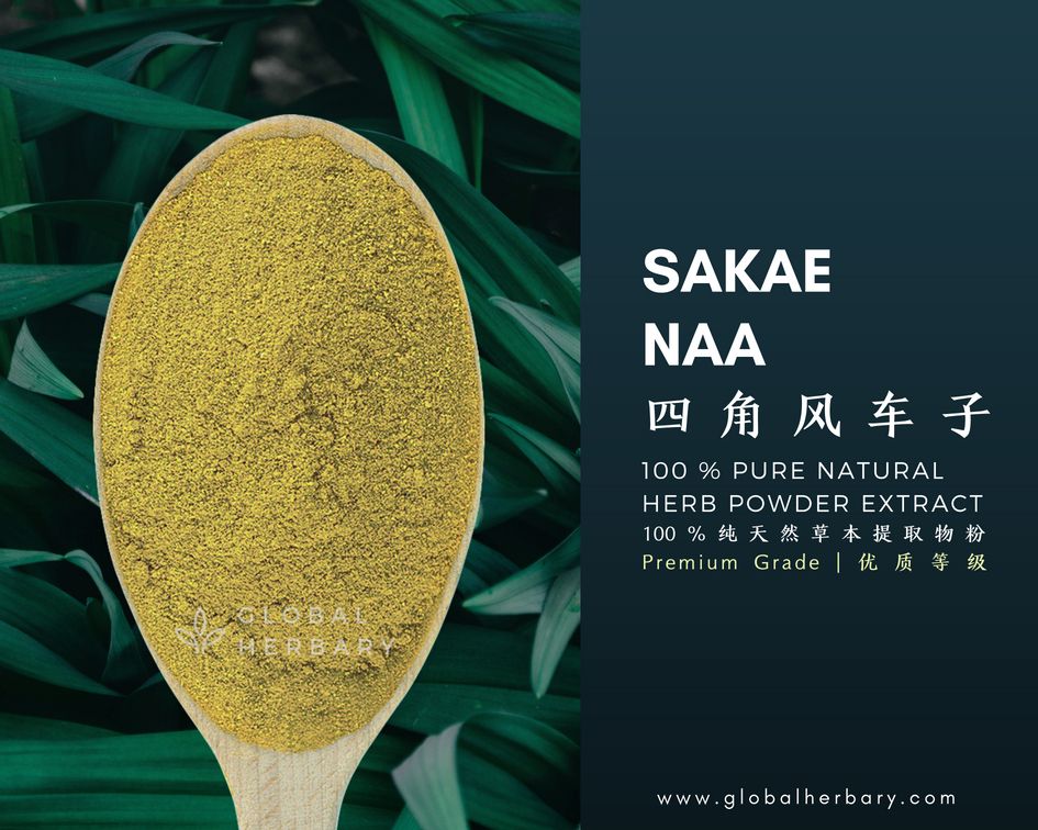 PURE NATURAL SAKAE NAA ( COMBRETUM QUADRANGULARE ) HERB POWDER EXTRACT ( PREMIUM GRADE )