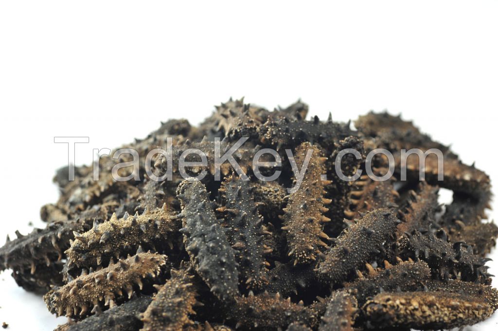 Dry sea cucumber export agent