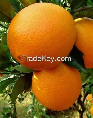 Navel Orange