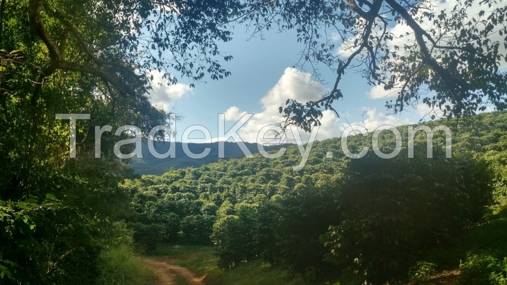 Quality Arabica Coffee direct from the farm in Brazil