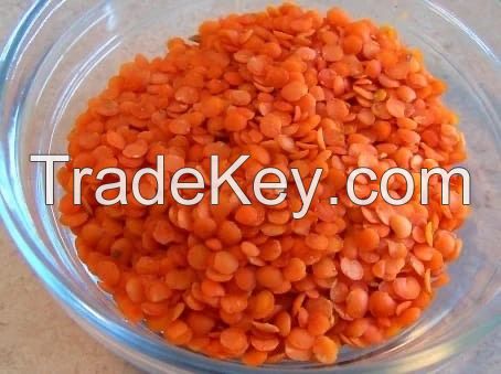 Whole Red Lentils Masoor Dal, Black Lentils Masoor Dal Organic Cultivation