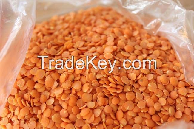 Whole Red Lentils Masoor Dal, Black Lentils Masoor Dal Organic Cultivation