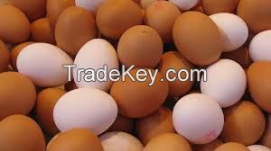 Fertile Hatching Chicken Egg/Fresh Chicken Table Eggs/Quail Eggs