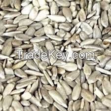 Sunflower Kernels