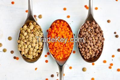 High quality  Red Lentils