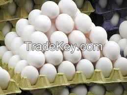 CHICKEN EGGS FRESH