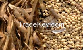 A Grade Sortexed Soybean Seeds