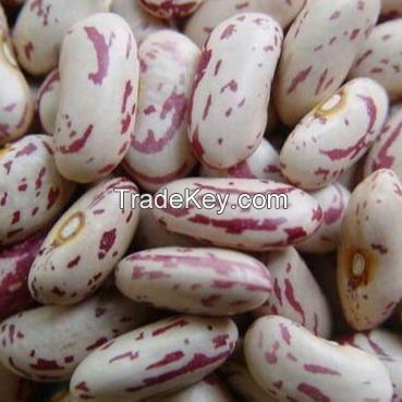  Light Speckled Kidney Beans - Pinto Beans, Sugar Beans