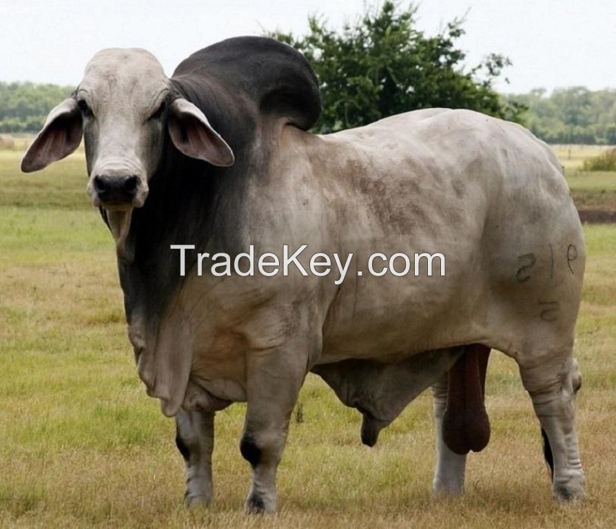 Brahman Cows, Brahman Bulls, Brahman Heifers &amp; Brahman Calves