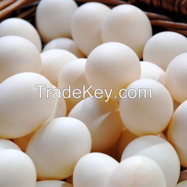 Brown and White Shell Chicken Eggs