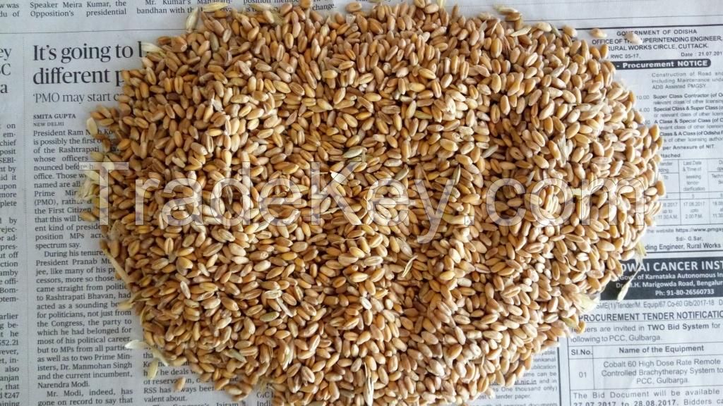 RED WHEAT
