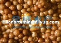 Pet Fish Manufacturer Supply Food Dried&Acirc;&nbsp;Artemia Cysts