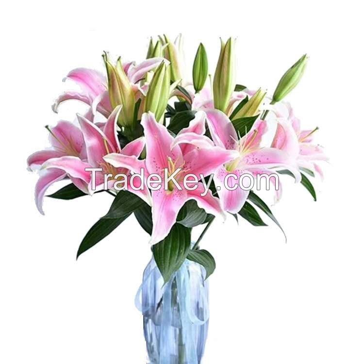 High Quality Hot Sales Fresh Cut Flower Pink Lily for Wedding and Decoration