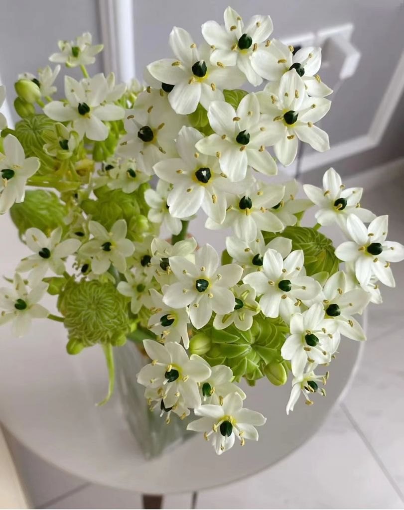 Farms Provide and Supply Flower Fresh Cut Flower Velvet Flower for Decoration