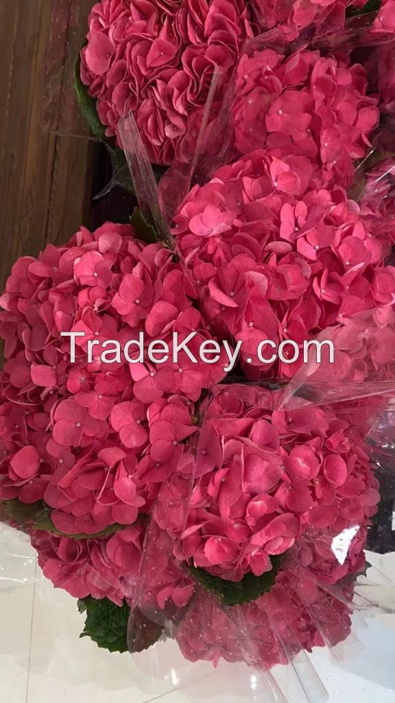 Factory Price Ornamentalfresh Cut Flower Red Hydrangea Decoration