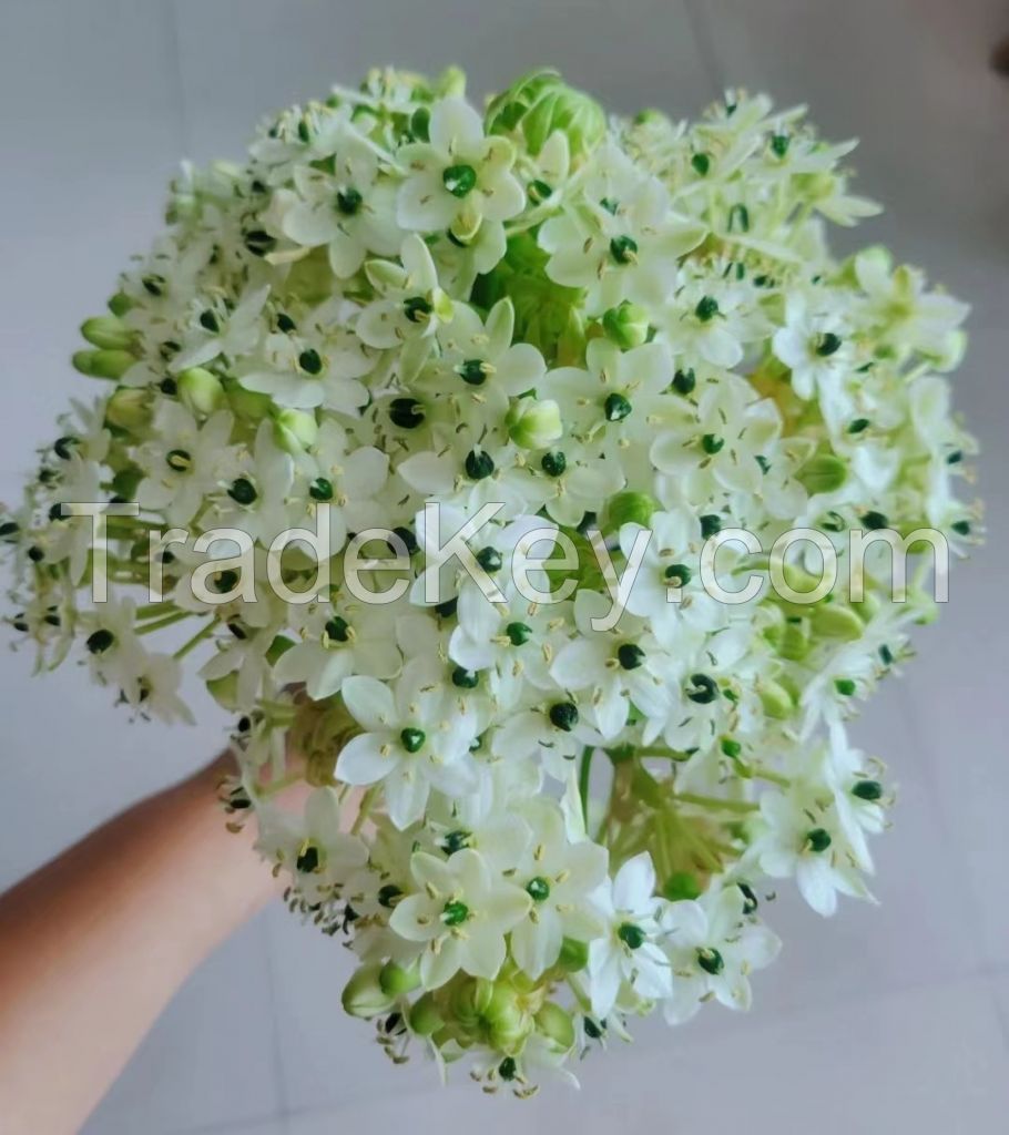 Farms Provide and Supply Flower Fresh Cut Flower Velvet Flower for Decoration