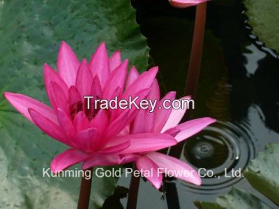 Wholesale Decoration High Quality Fresh Cut Flowers Water Lily