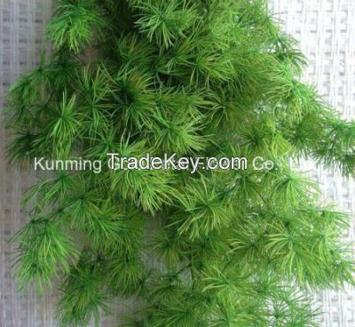 Hot Sell Decorative Planes Fresh Cut Leaves Asparagus