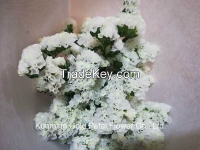 High Quality Salable Bouquet Fresh Cut Flowers White and Light Purple Statice