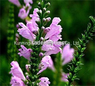 Wholsale Top Quality Fresh Cut Flower Violet Flowers for Wedding