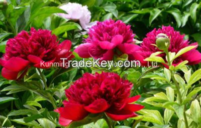 Beautiful Natural High Quality Fresh Cut Flower Chinese Peony