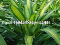 Fresh Cut Leaves Natural Dracaena