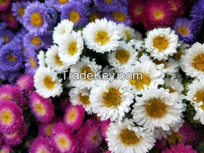 Wholsales Superior Quality Fresh Cut Flower Small Chrysanthemum